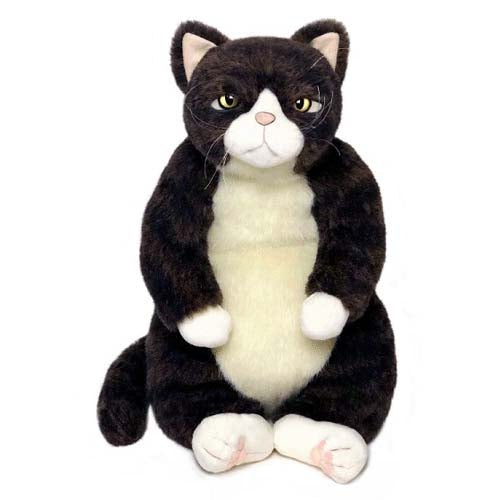 【お振込み後の発送商品】Cuddly(カドリー) 金之助/キジトラ